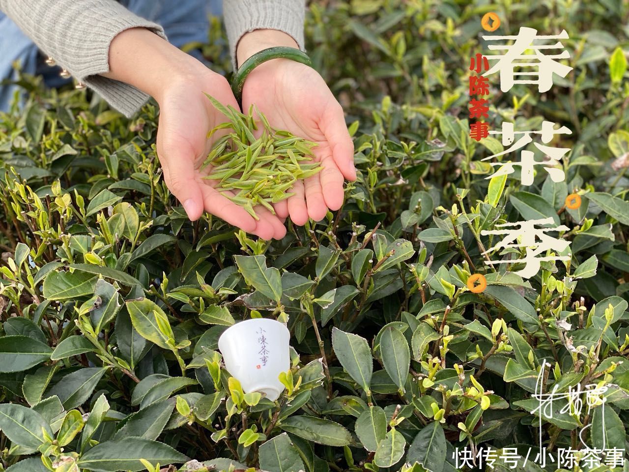 散茶|散茶和白茶饼哪个更值得收藏？听说压饼后不利于转化，是真的吗？