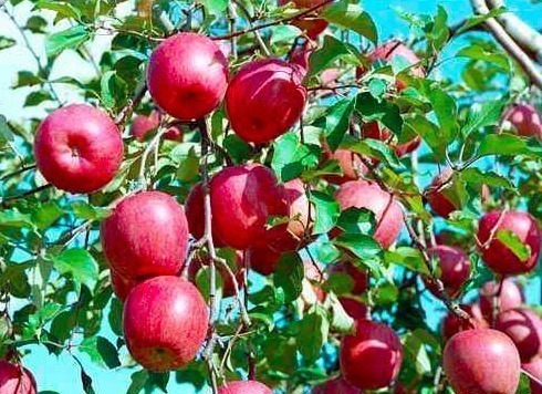 西红柿汤|女人到40不想长皱纹,多吃这5种保健水果,个个是宝,嫩肤美容