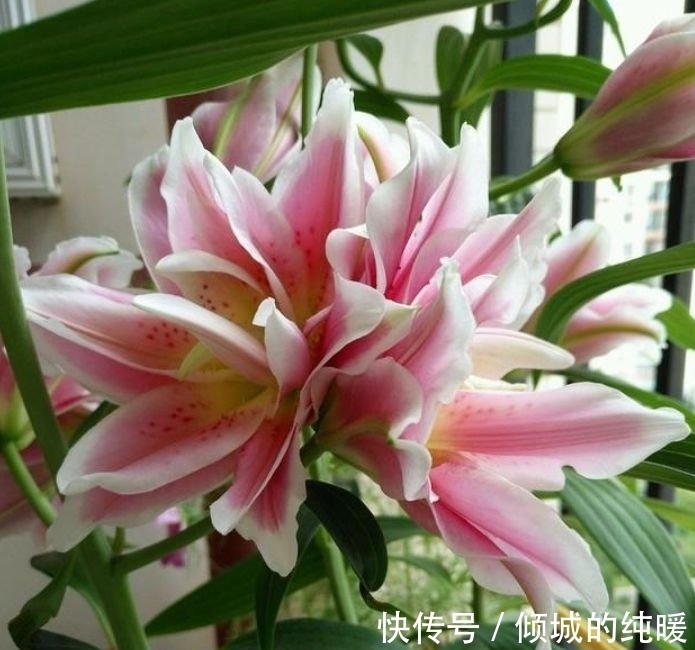 茉莉花|养花就养这几款,花朵小巧玲珑,四季有花开,花香四溢飘满屋,美