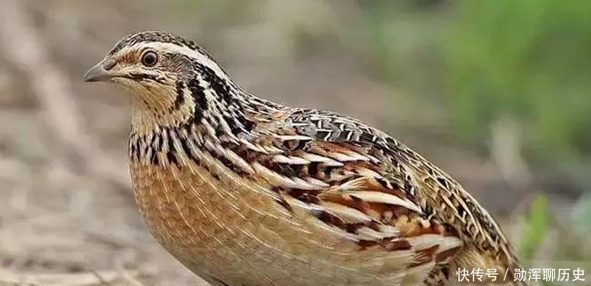 故宫|故宫有张《朱瞻基斗鹌鹑图》,可现实中的斗鹌鹑,并不真的分胜负