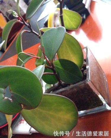 植株|豆瓣绿叶子发黄怎么办，注意4个方面就能有效解决豆瓣绿叶黄问题