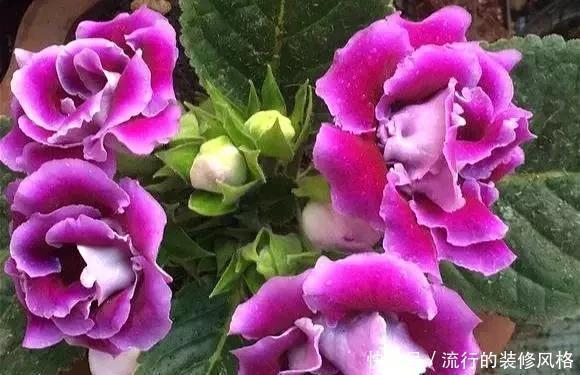 雪泥|最漂亮的盆栽花，一年到头开花不断，好看又好养