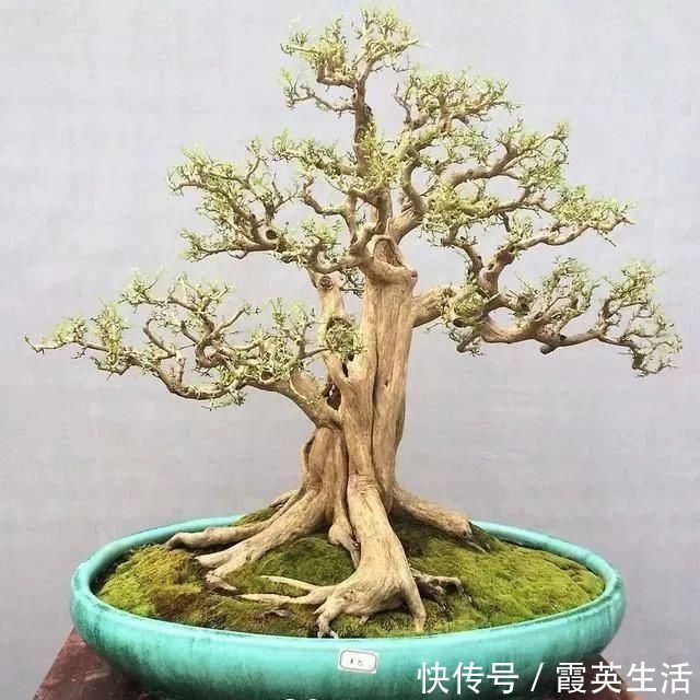 树木|盆景制作技法夏天来到，盆景脱衣换锦，有6种好处