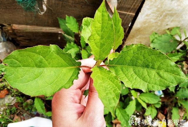 农村一种长得像苋菜的野草,吃了力大如牛,能养肝肾、强筋骨