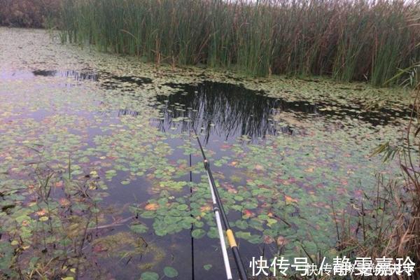 冬钓大鲫鱼,钓深还是钓浅天冷要找这种地方,鲫鱼在这里扎堆