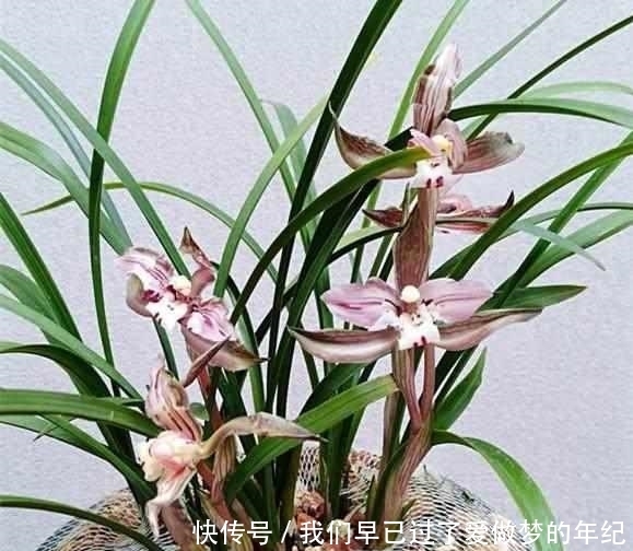 这个字|养兰花时,牢记这个字,能开花不断