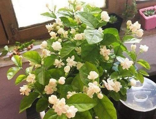 重点|平时该如何管理茉莉花抓住5个重点,植株枝繁叶茂、开花多