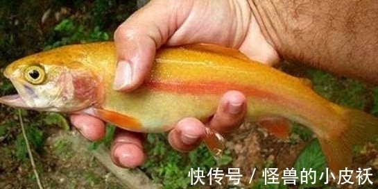 鱼儿|上钩的鱼儿究竟会不会痛,这个钓鱼人争论的问题,如今有了答案