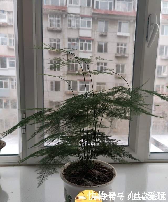 冬季文竹爱黄叶,改掉3个坏习惯,叶子绿油油,亭亭玉立气质好