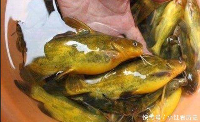 别再七想八想，“征服”黄颡鱼就得用这钓法，不料刚一下竿就有口