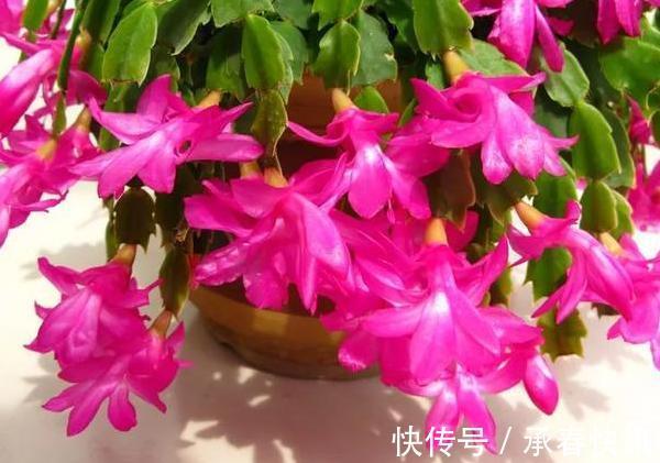 嫁接、盆栽蟹爪兰该注意什么2步管理到位,茎叶嗖嗖花开不停