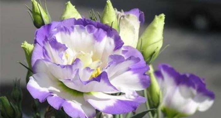 大家最喜欢的4种花，好养开花漂亮，比绿萝好养，美爆阳台！