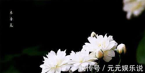 满院|家中别再乱养花了比桂花香10倍，花香袭人满院飘香