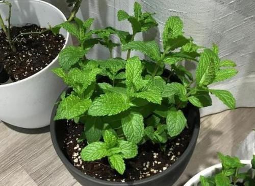 轻松|如何避免盆栽土结块现象摸清2点病因,随便学1招就能轻松搞定