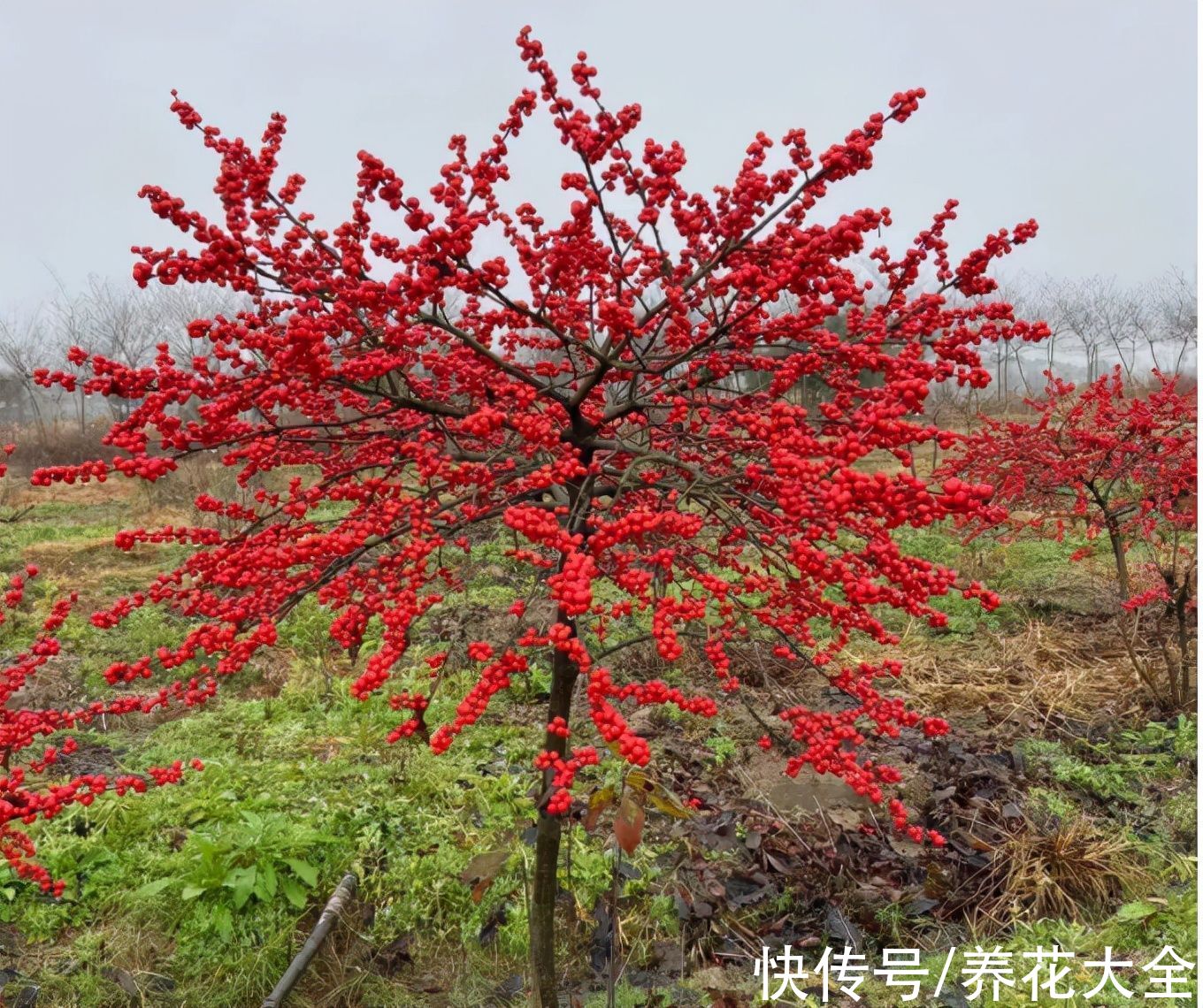 -30℃都不怕的“富贵树”,天越冷、果子越红,一挂就是大半年