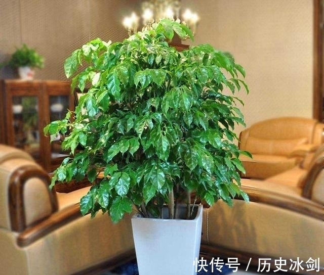 鹅掌木|客厅养花有“讲究”，这3种树养1盆，好看又养眼，还能带来好运气