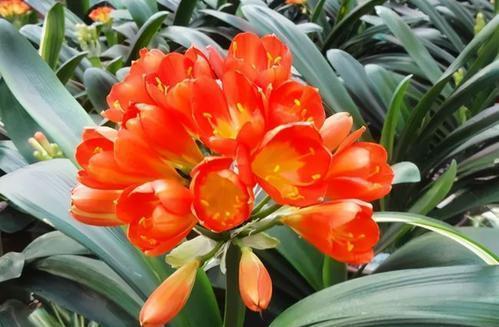 光照|天热了,君子兰有“3怕1喜”,了解掌握才能安全度夏,新手别忽视