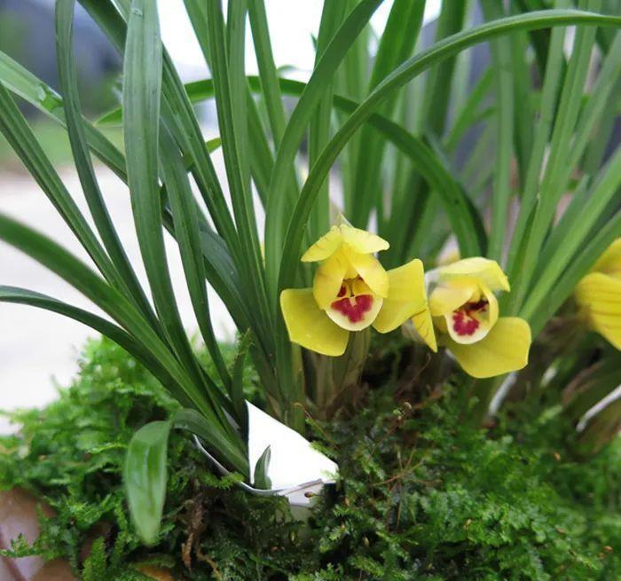 曾经天价的8种兰花,如今跌落神坛,普通人也买得起