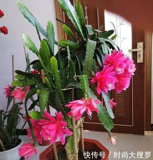 嫁接|养长寿花,用这法,1年就能成老桩,开满五色花,独特又吉祥