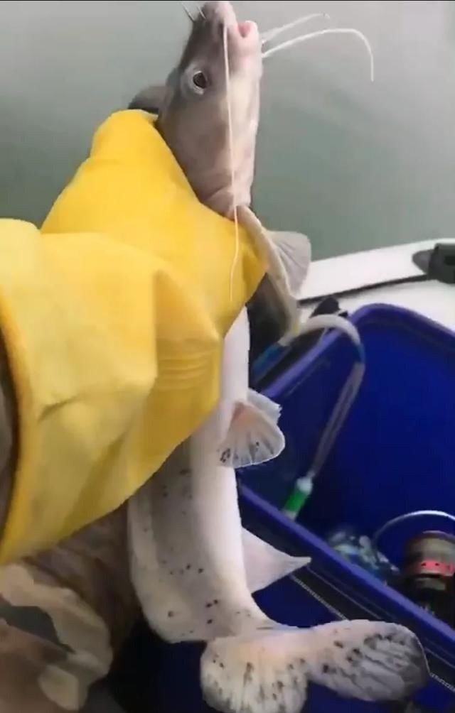 这种是我国最贵的淡水鱼品种之一，很多人即使钓到都舍不得吃