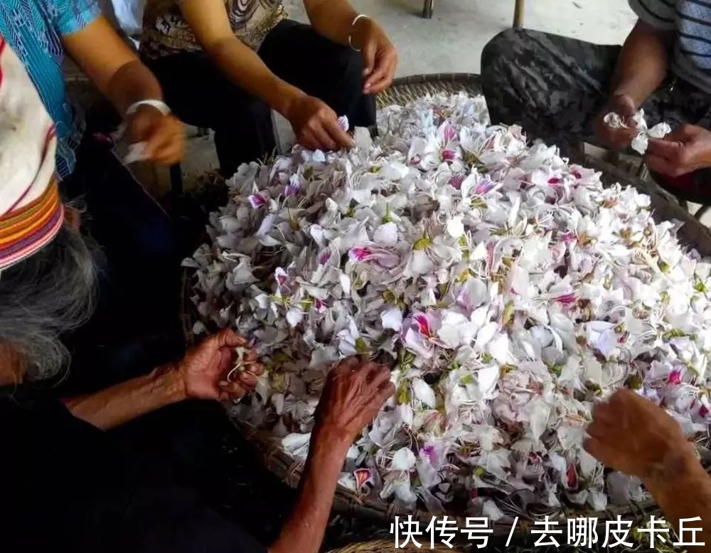 云南|这野菜花果同枝,不仅能消炎,还可以清热毒,花、嫩芽、果都能吃
