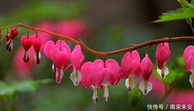 家里要养4种花,开花吉祥又喜庆,随手一养就“爆盆”!