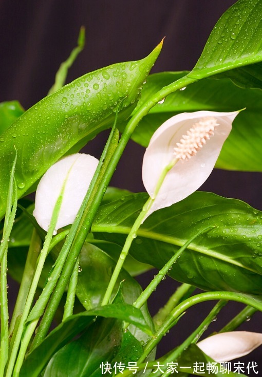 如果不是万不得已，3种花年后再买，省钱又好养