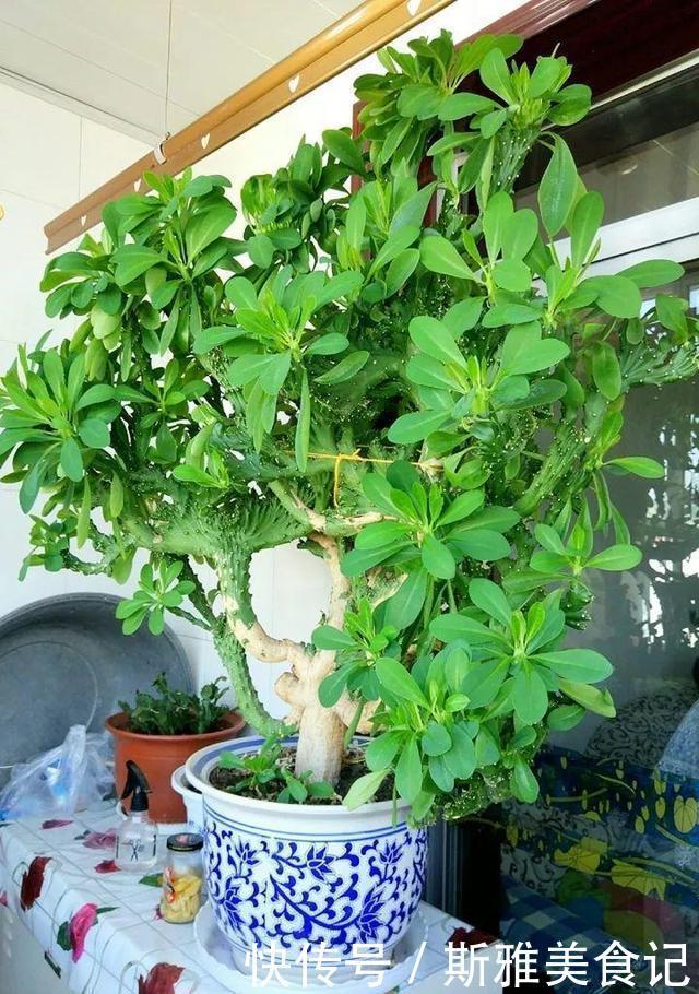 此3种花,年轻人都说丑,多养几年,越来越气派,价值能翻倍