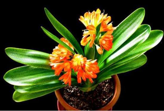 夏季养君子兰，喂2种''美味佳肴''，冒侧芽开花多，花盆''撑破''