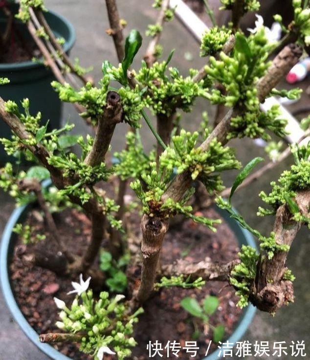 茉莉老枝|茉莉老枝“一剪没”，株型越来越美艳，除旧迎新变大“老桩”
