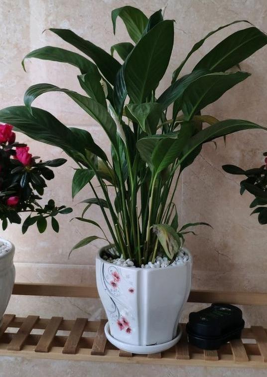 叶片|这几样花草植物,没有光也能正常长叶开花