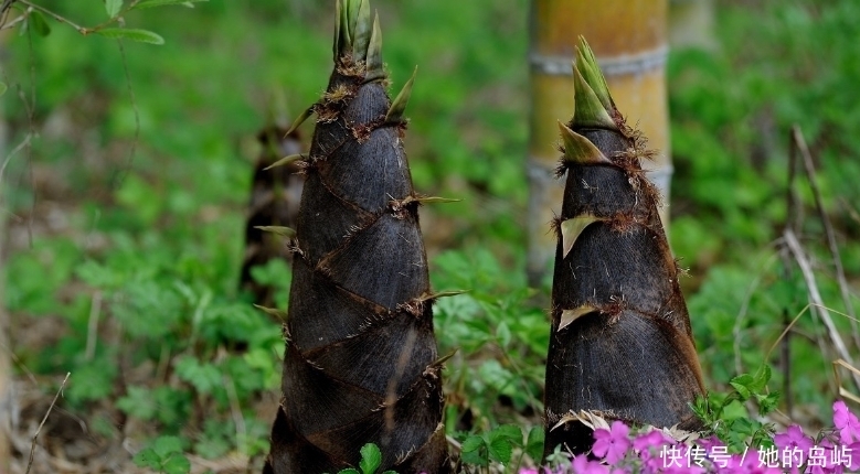 竹筍不但營養豐富還有很高的藥用價值,但是這幾種人卻吃不得