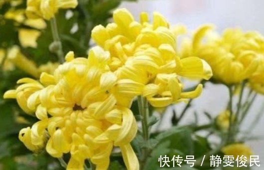 山楂|泡菊花时加一宝,女性常喝,排毒燃脂,眼睛亮了,肝也更健康!