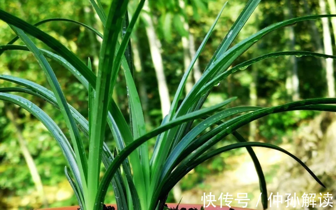 软腐病|养兰花,比软腐病威胁更大的,是容易治好的炭疽病