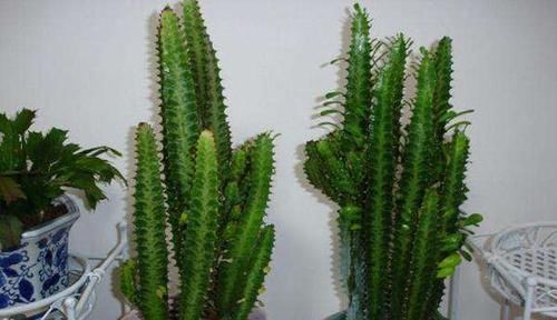 镇宅|2种“镇宅花”,客厅养一盆寓意好,比啥花都强,越养越值钱