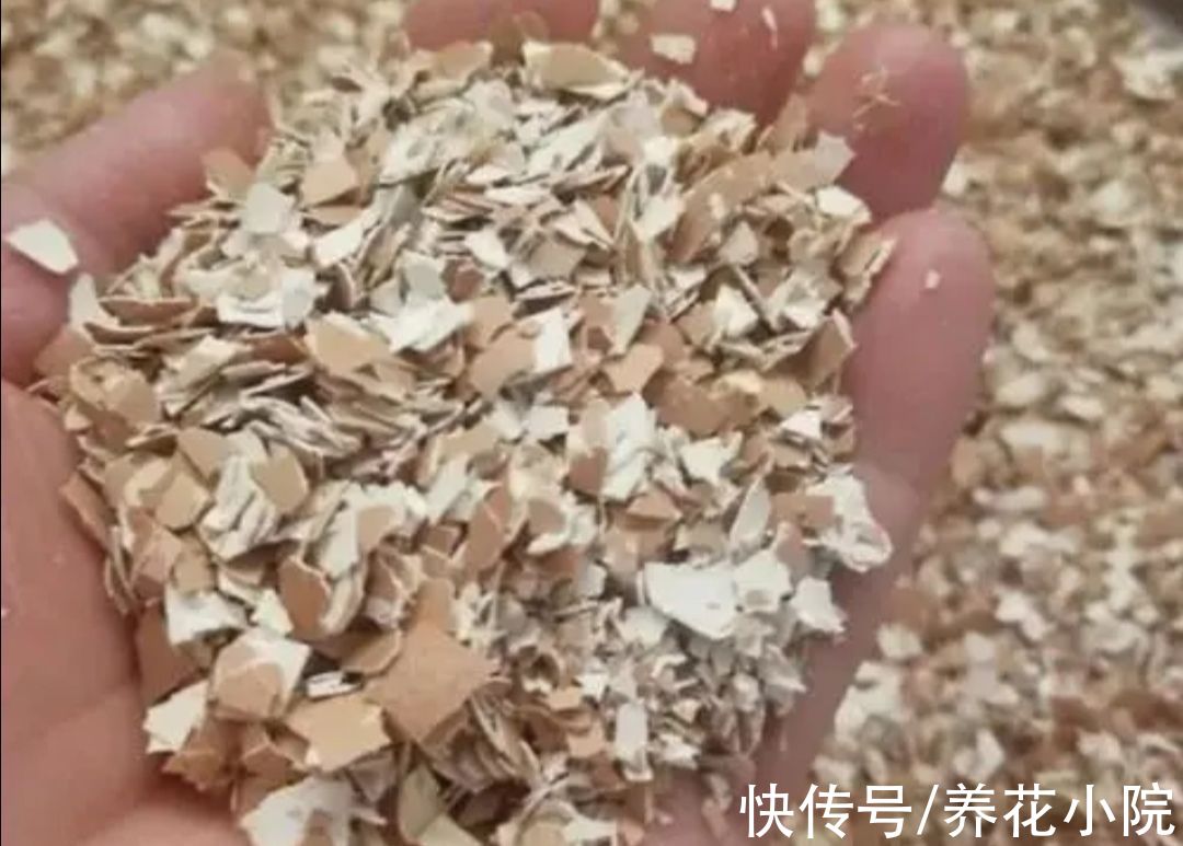 有机肥|花肥不用买,这些东西做成“花肥”,养什么花都长得旺
