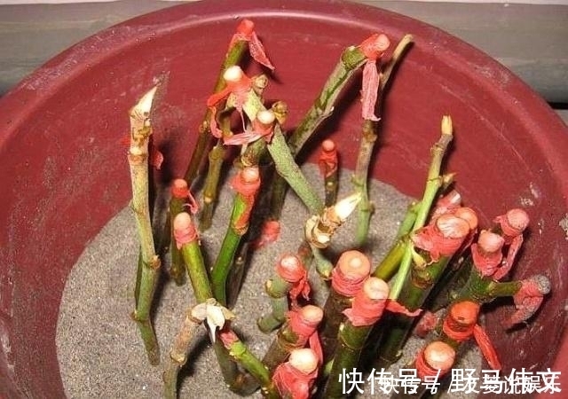 叶片|这5棵“树”太贵了,偷偷摘一截枝条就养活了,不用花钱买啦!