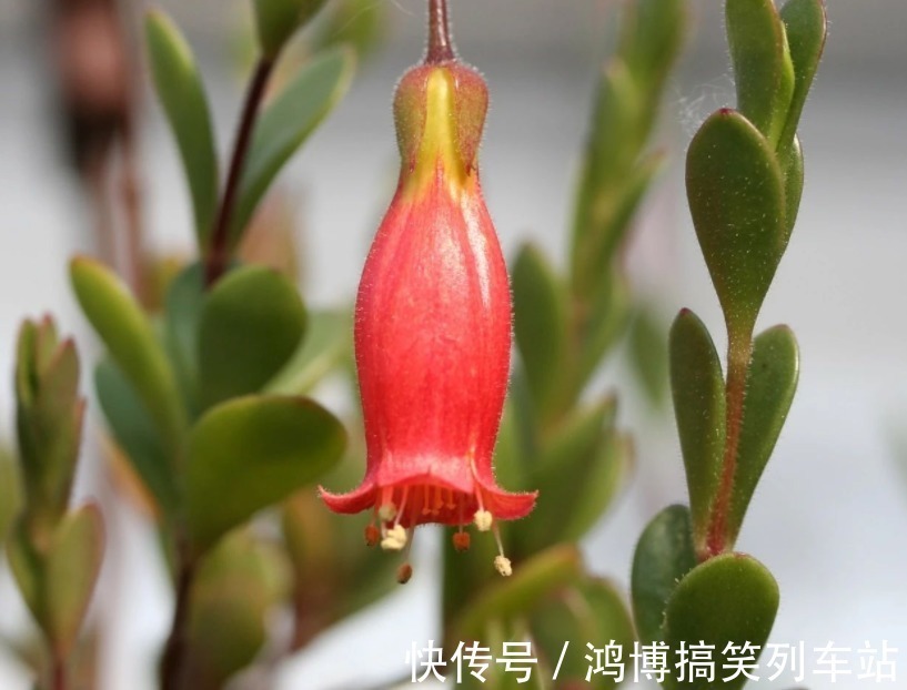 生根剂|秋高气爽,养宫灯长寿花,盆栽牢记4点,冬春花开最盛