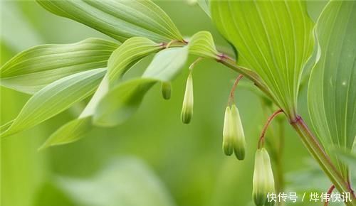 后世|老中医夸它可替代人参,后世争吵不休,润肺养胃阴,减血中糖、脂