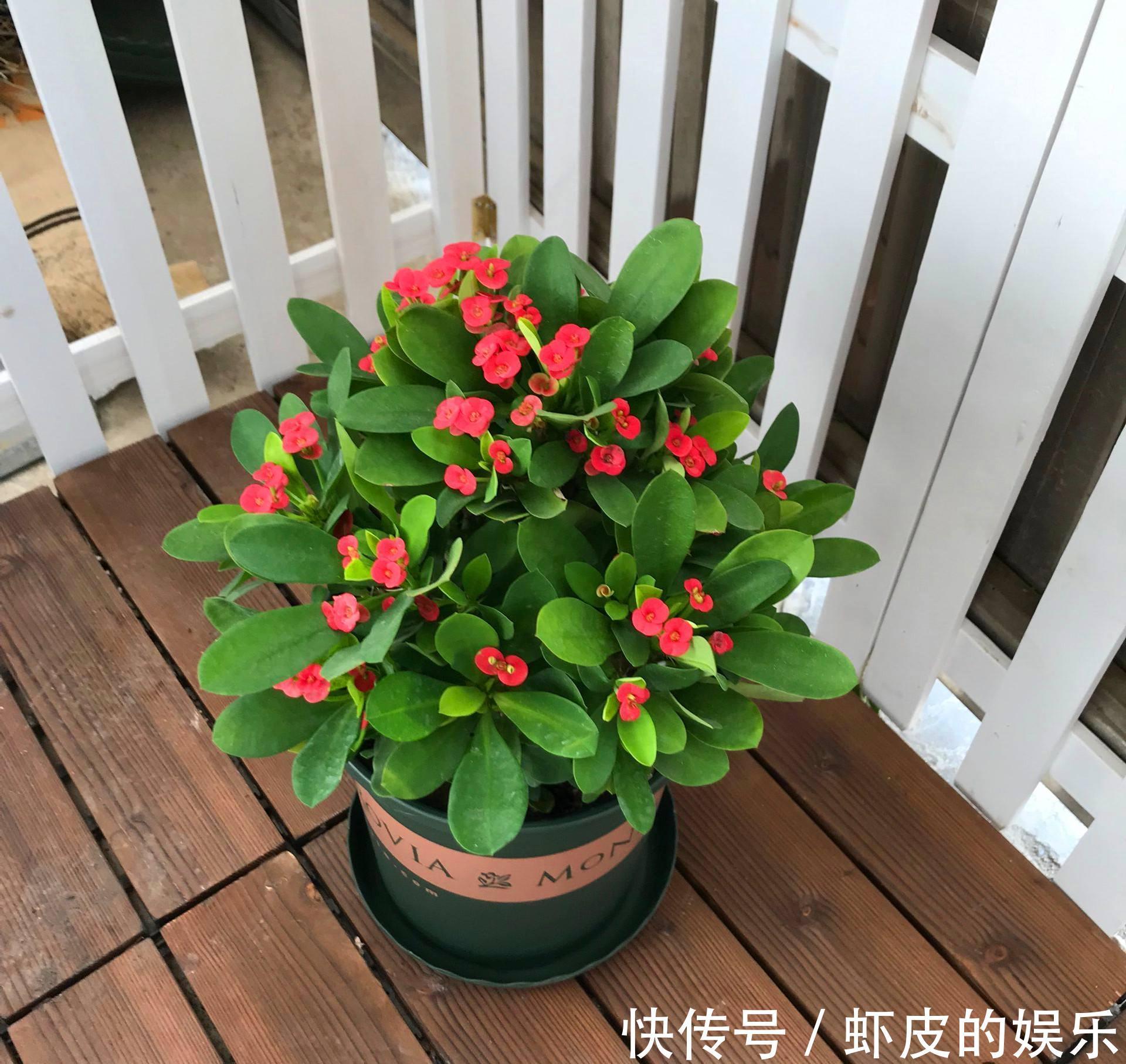 7种“勤快花”,就是“花机器”,365天开不败,从来不嫌累