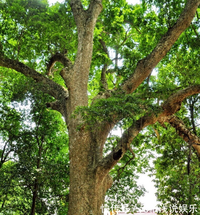院子里有空地要种三种树,没空地挤挤也要种,寓意深远