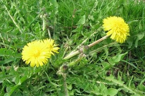 高血脂|得了高血脂怎么办?老中医:多吃这几种食物,降血脂,身体更健康