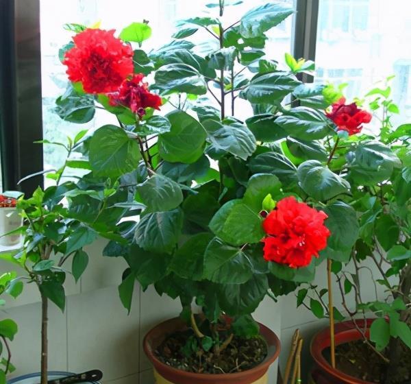 阳台上|6种“劳模花”,四季能开花,家里养一盆,赏花300天