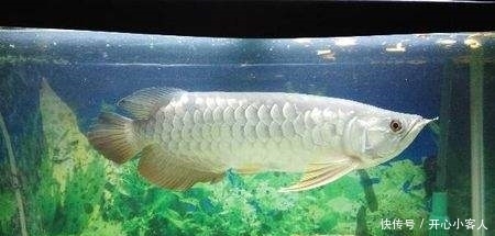 鱼蒙眼可以喂食吗 鱼蒙眼可以喂食吗