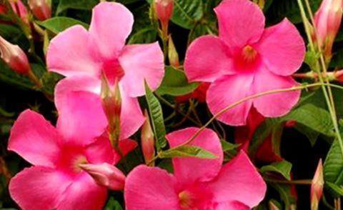 观赏价值|家里就养4种颜值花,寓意吉祥幸福,观赏价值高