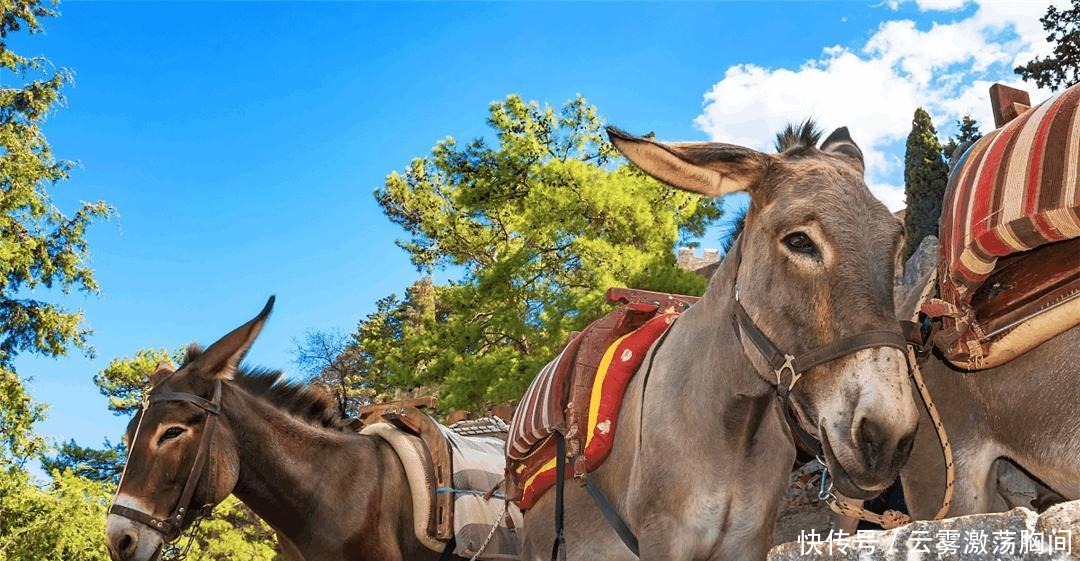 鲜衣怒马|宋朝公子哥也鲜衣怒马 又被电视骗了, 它才是你真正的坐骑