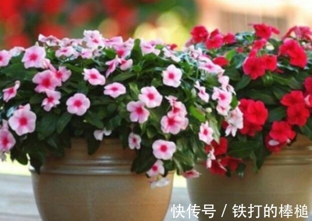 冬天就养这些开花植物,养护的好整个冬天花开不断