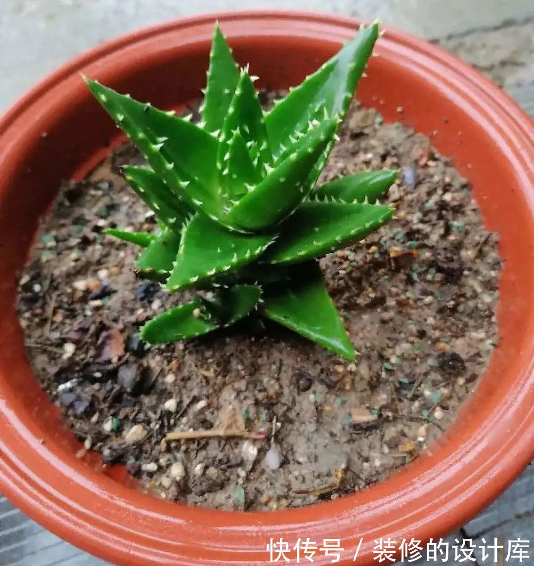 芦荟|8种花像“老母猪”，种一棵，生一窝，多得没地方养