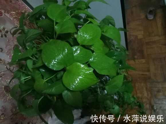 若是绿萝长得缓慢，只需1个方法，拼命长成绿胡须爷爷