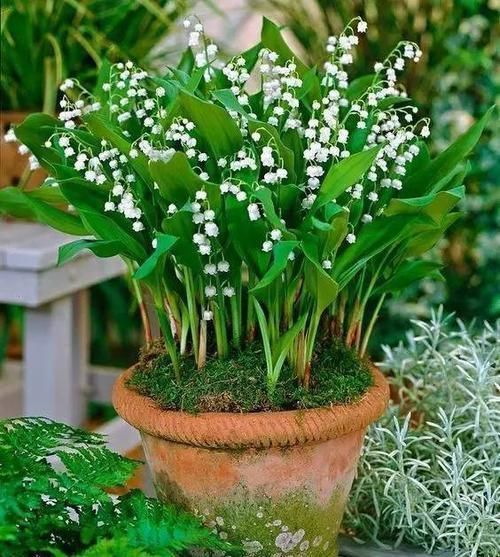 10种出彩的庭院地被花儿,最适合的才是最好的